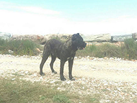 cane corso arcaico